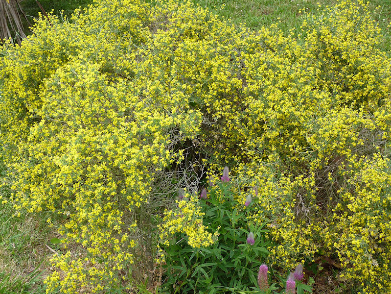 Anthyllis hermanniae